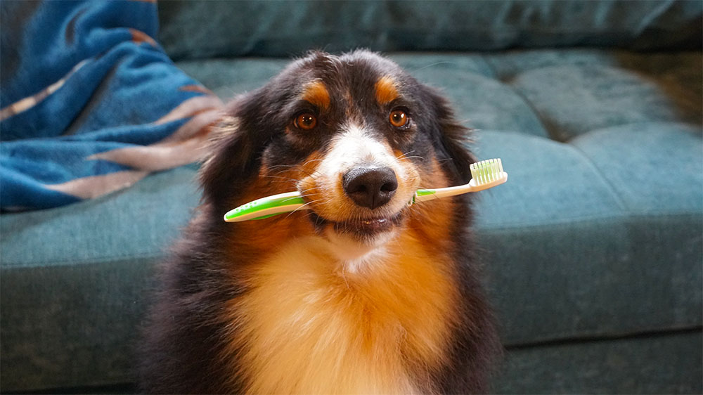 歯ブラシを咥えて飼い主を見つめる犬