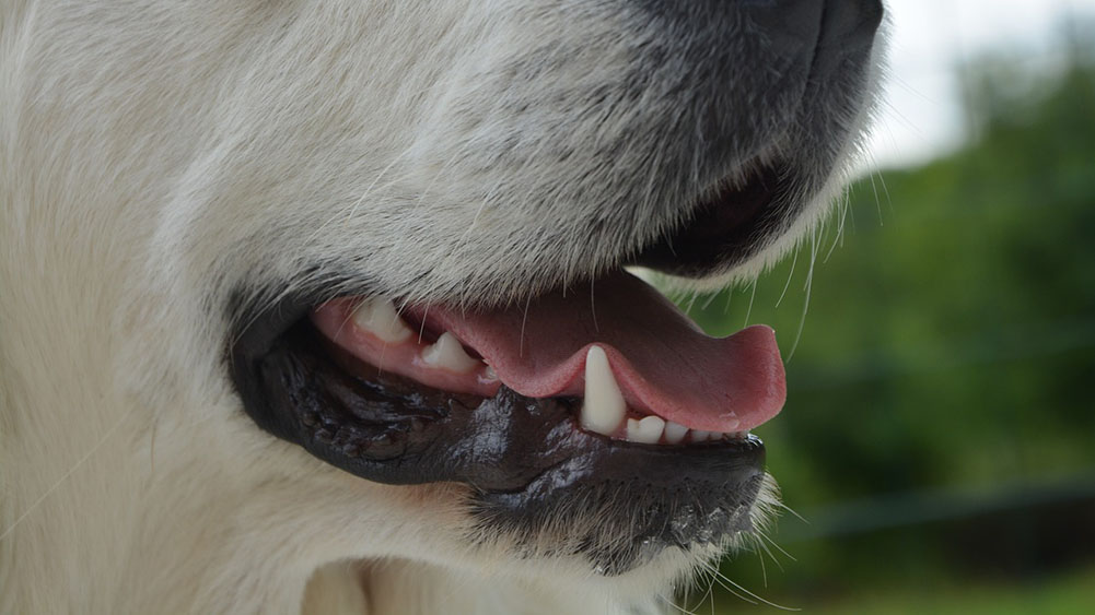 奇麗な歯を持つ犬