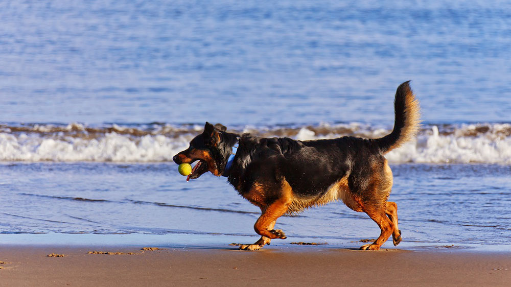 海で遊ぶ犬