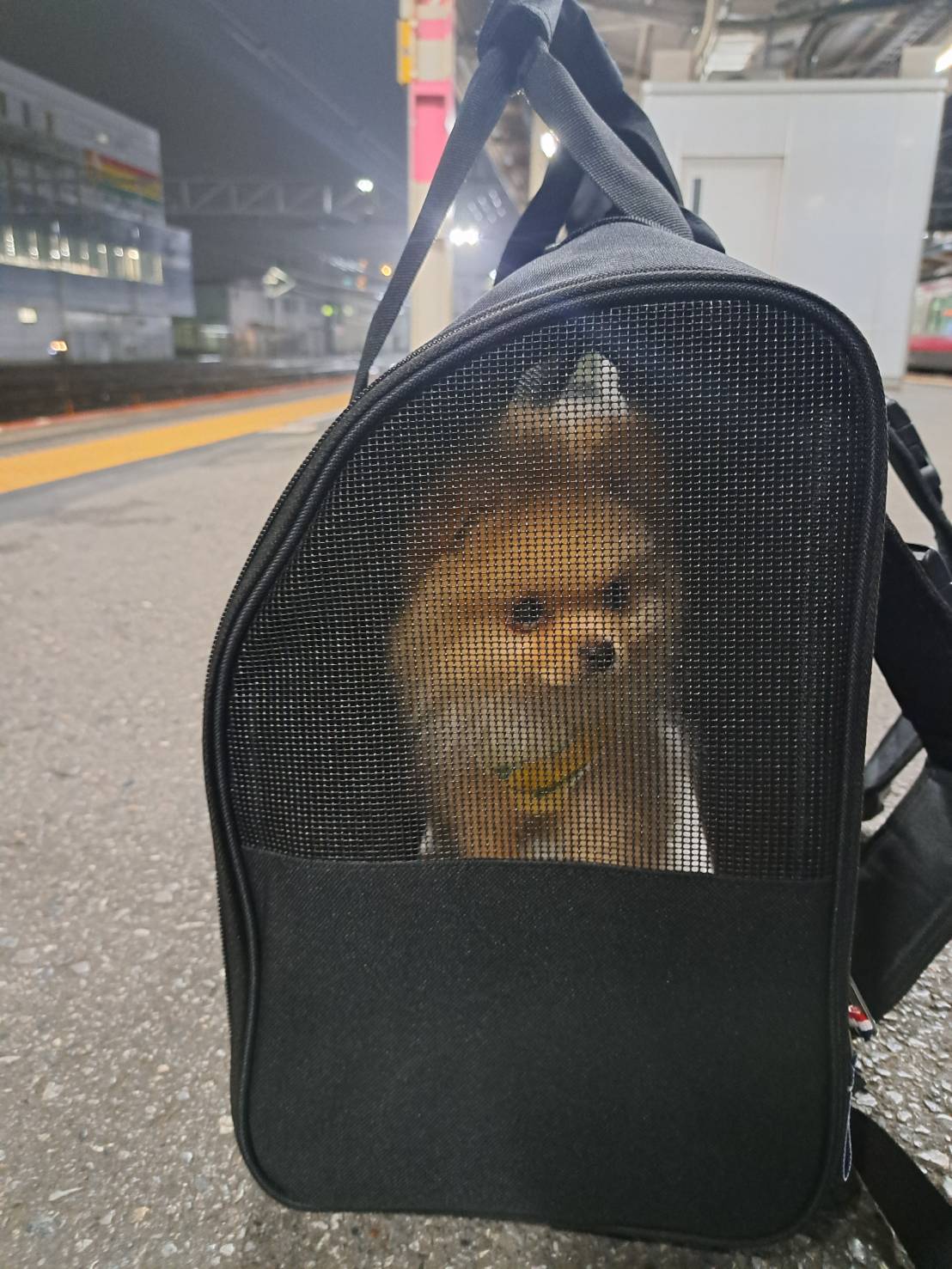 ポメラニアンの岳くん初めての電車移動