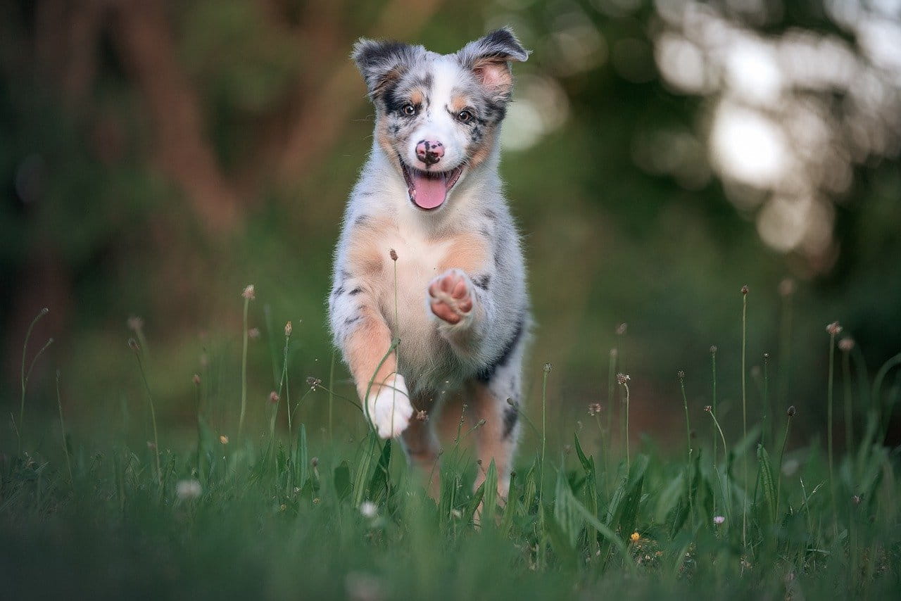 遊ぶのが楽しい犬