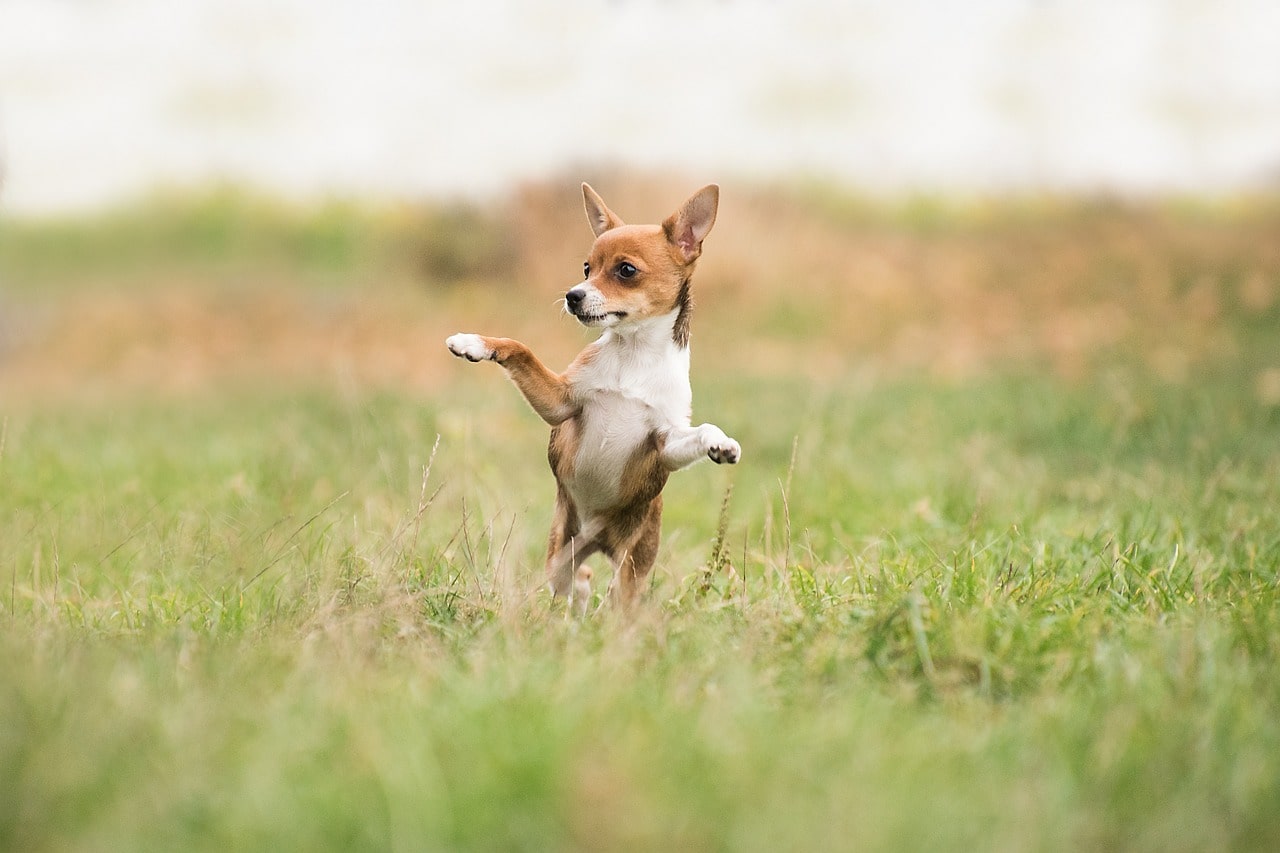 飛びつこうとする犬