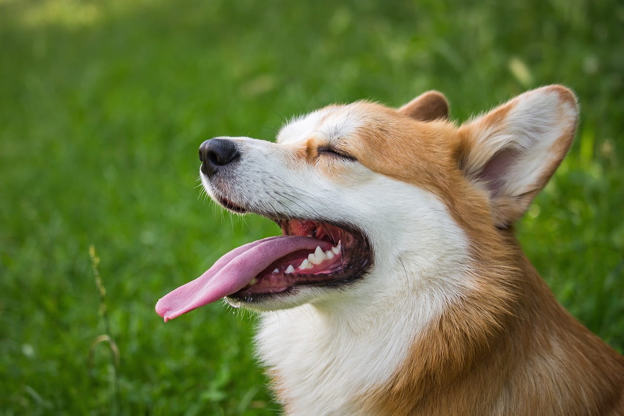 褒められて嬉しい犬