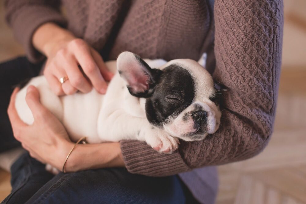 犬を抱っこする飼い主