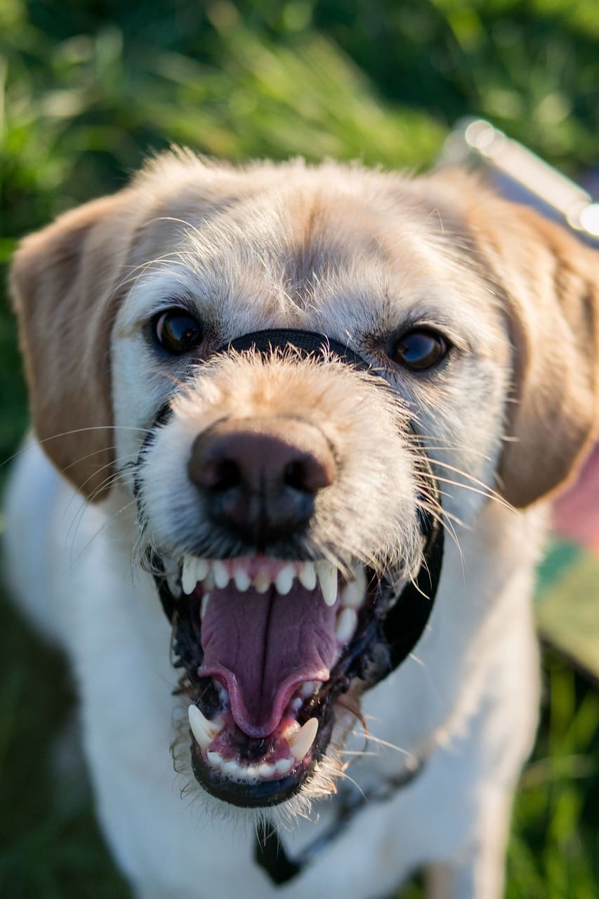 飼い主以外に唸って噛んでくる犬