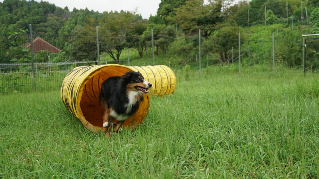 アジリティのトンネルをくぐる犬