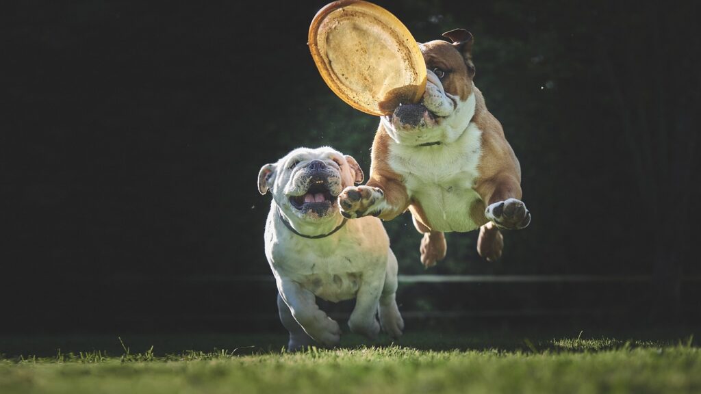 仲良く遊ぶ二頭の犬