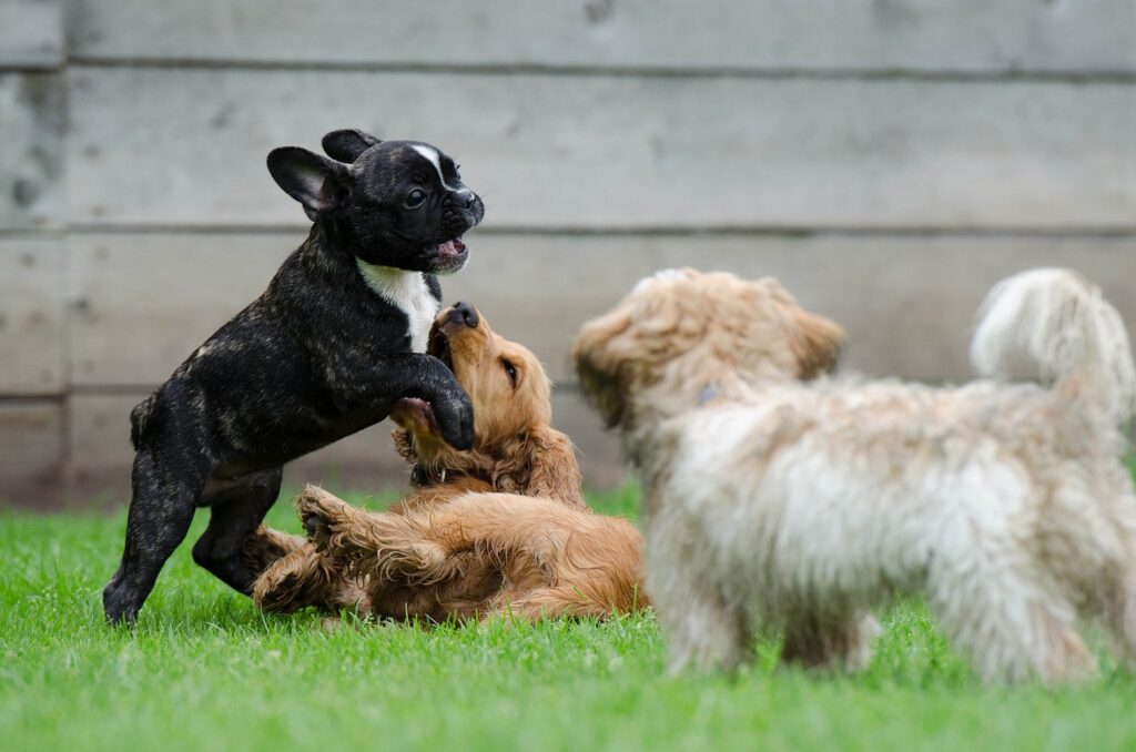 二頭以上の犬が仲良く遊ぶ姿