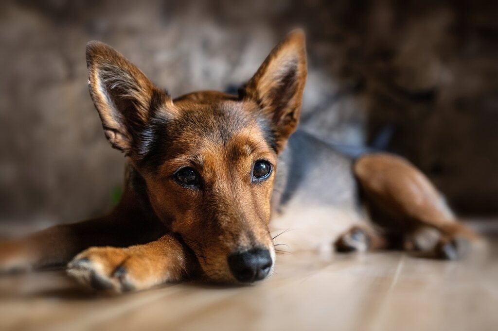 家でお留守番する犬