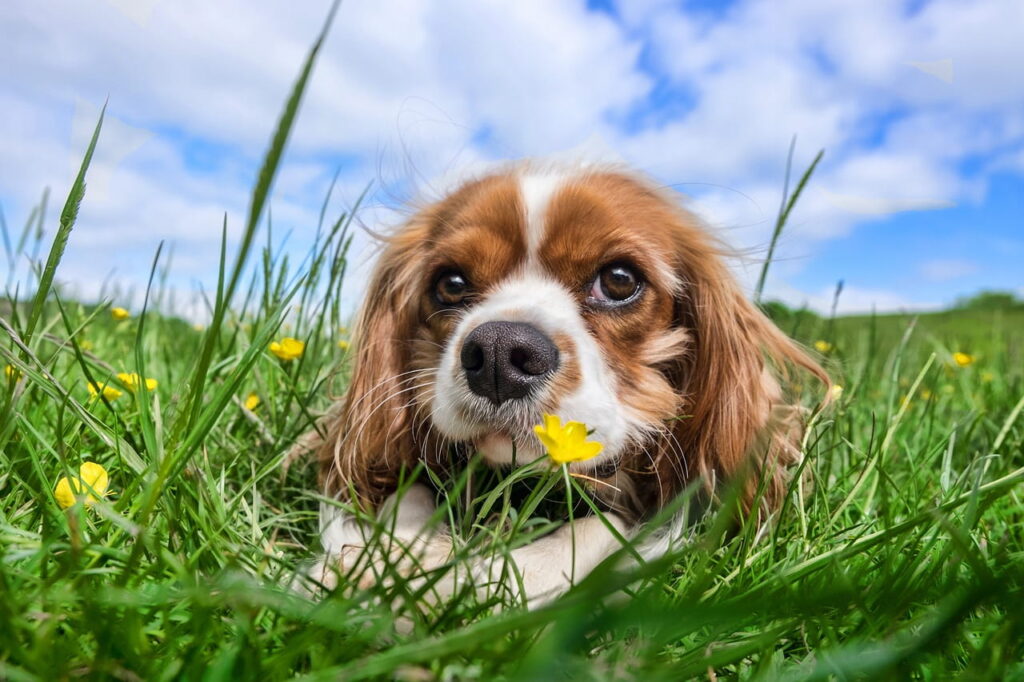 犬の反抗期