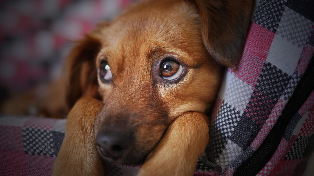 飼い主がいなくなり分離不安になる犬