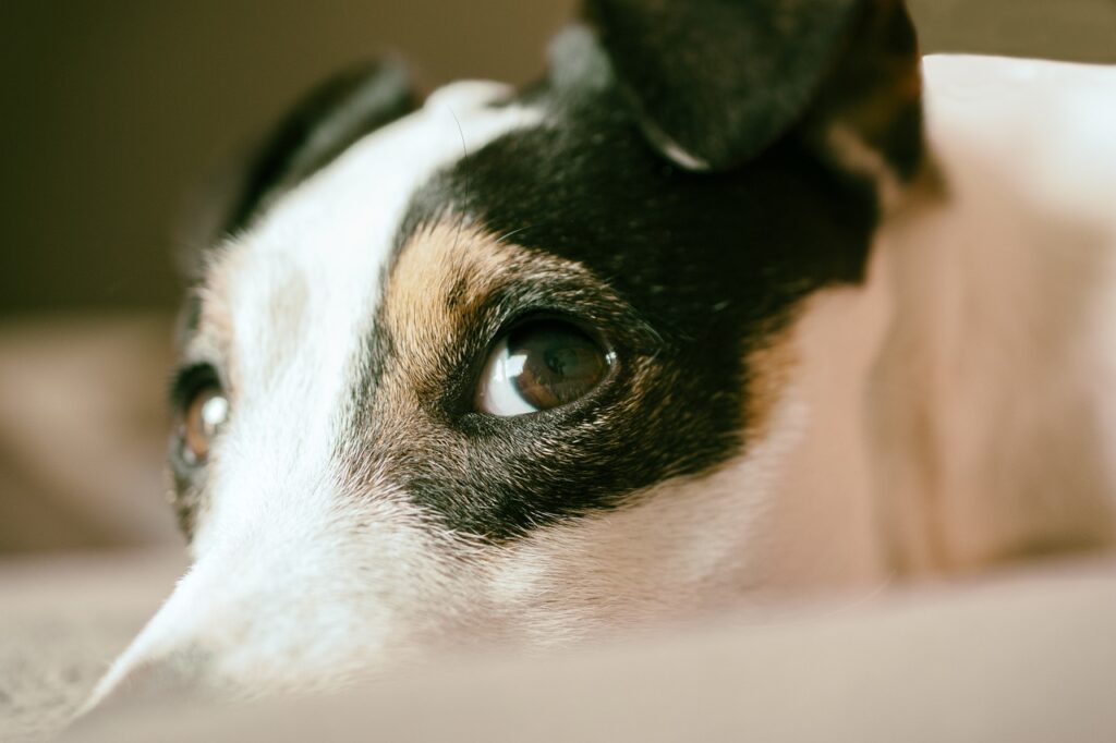 飼い主がいなくなり分離不安になる犬