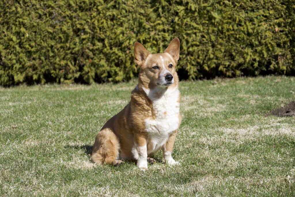 正しい姿勢でお座りをする犬