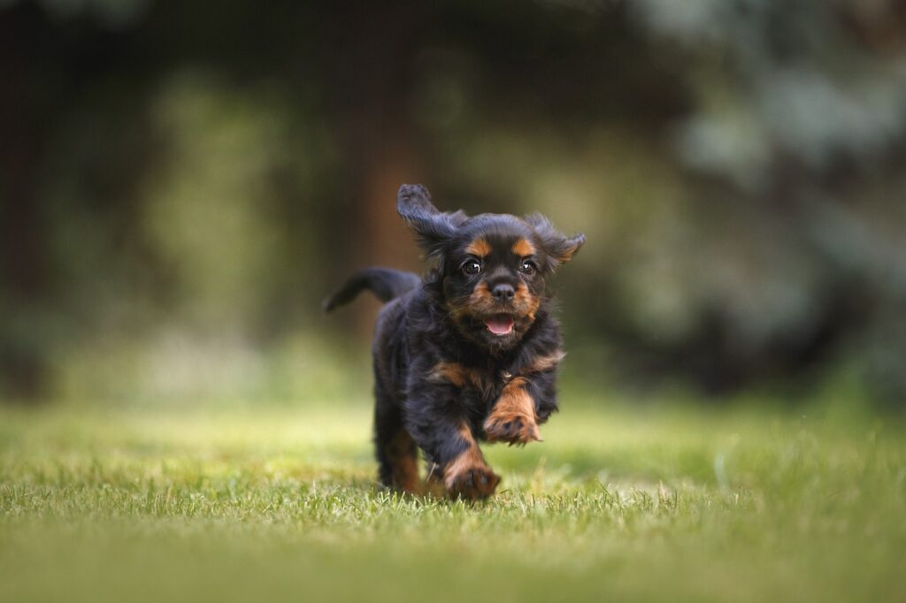 野外で走りまわる犬