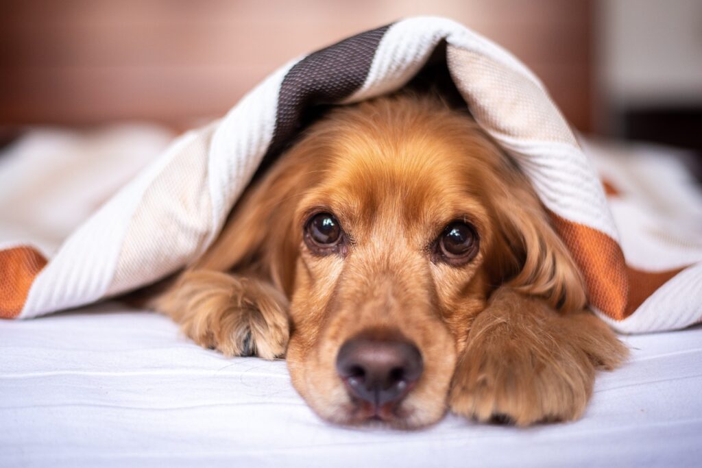 シャンプーを終えて奇麗になった犬