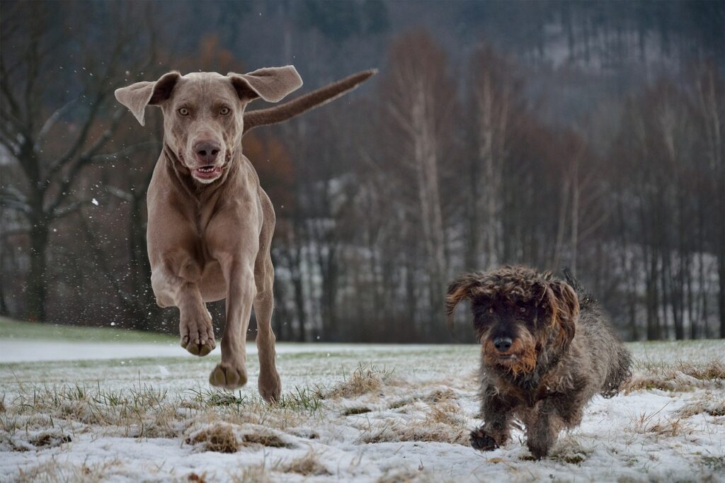 運動してストレス発散する犬