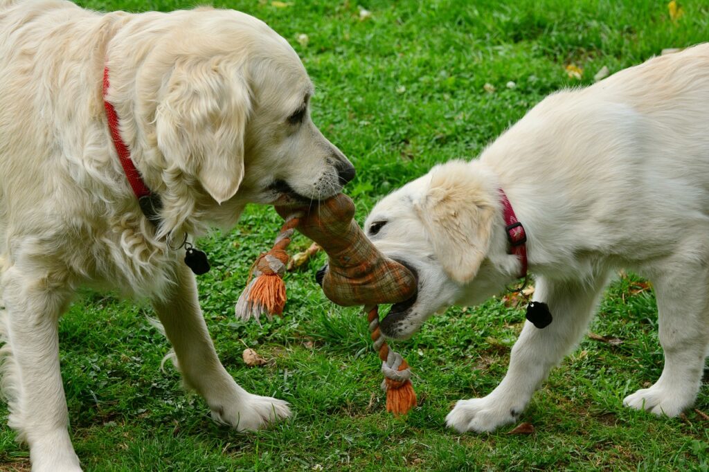 おもちゃで楽しく遊ぶ犬