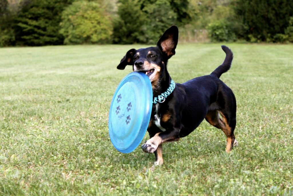 フリスビーを練習している犬