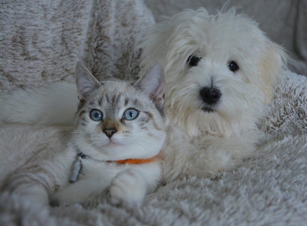 犬と猫が仲良くくつろぐ姿