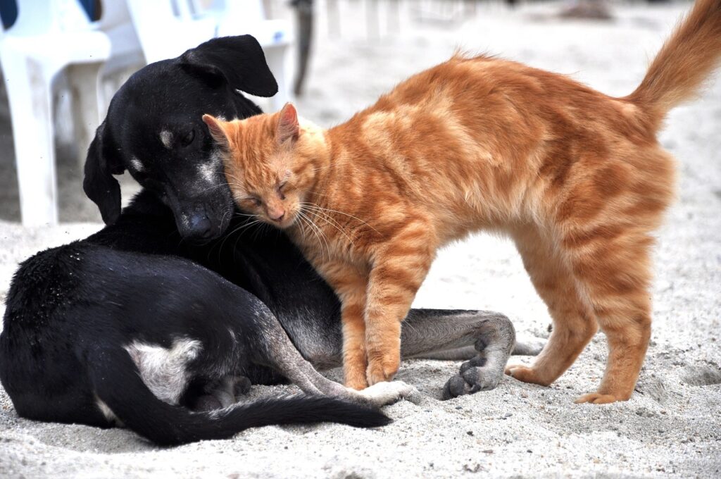 犬と猫が仲良く遊んでいる姿