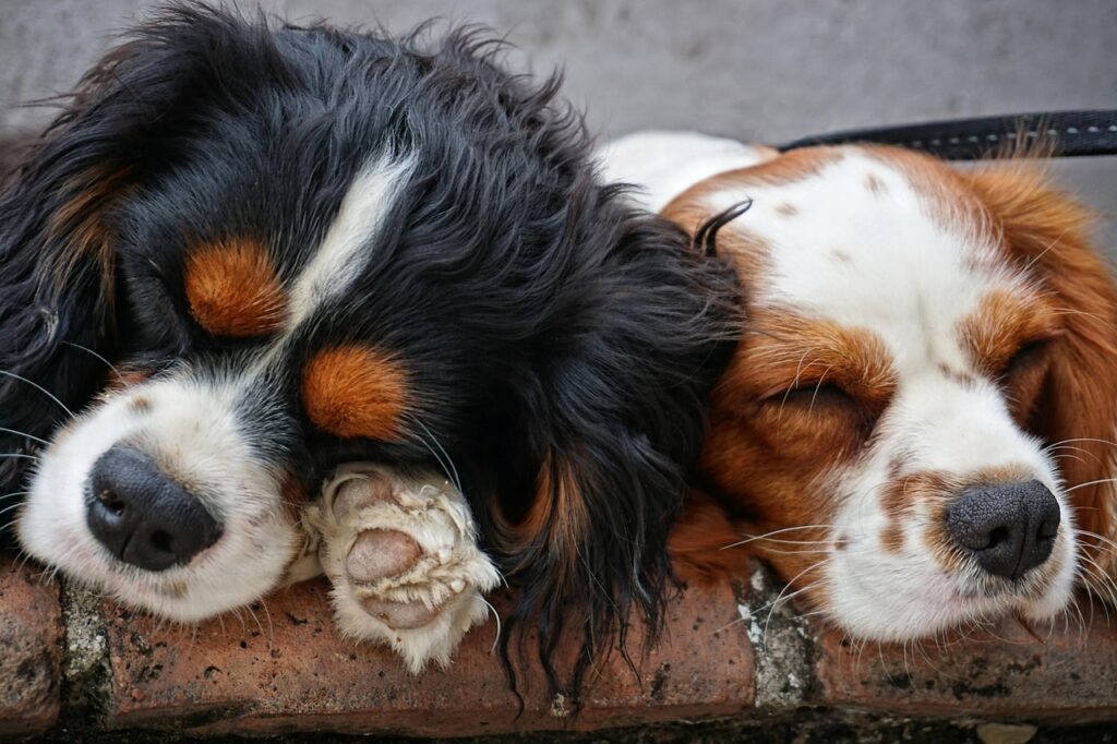 大人しい二匹の犬