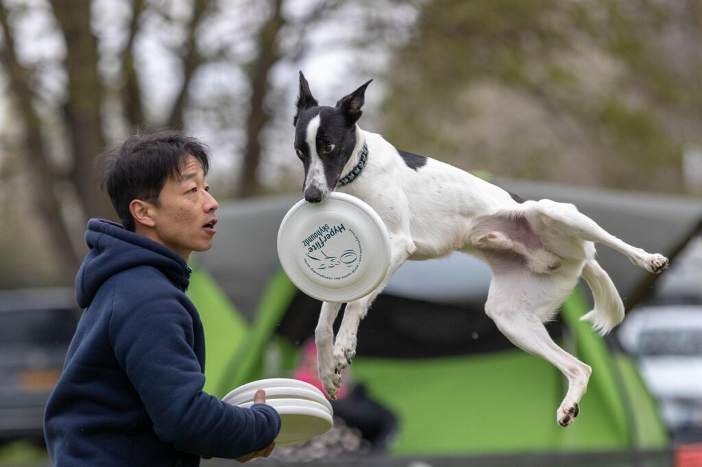 フリスビー競技「フリースタイル」を演じる飼い主と犬