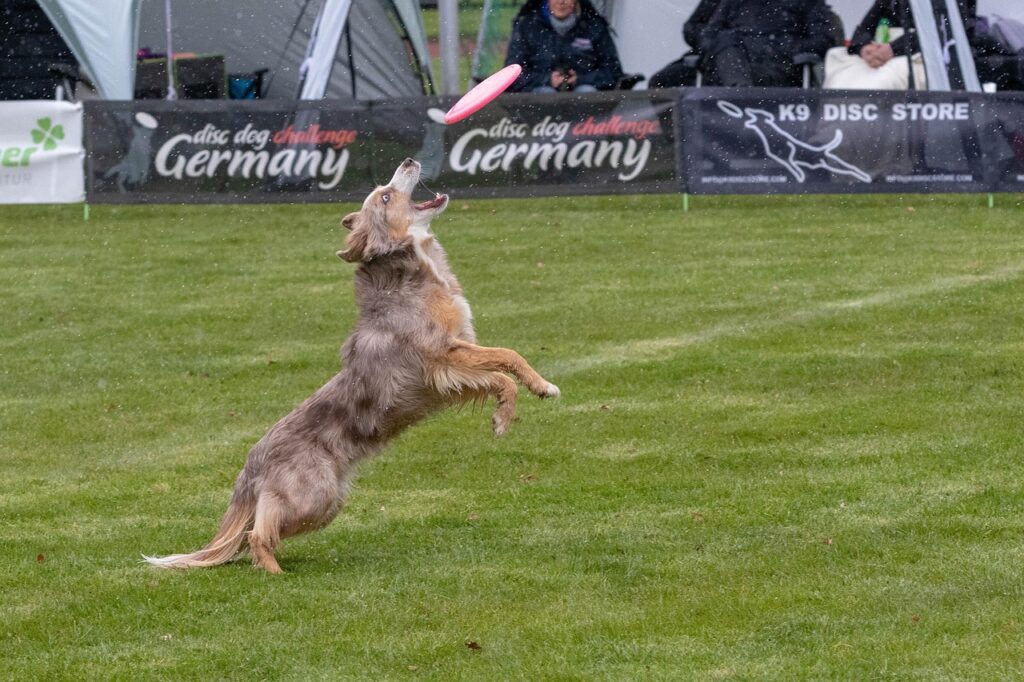 フリスビー競技のディスタンスに出場する犬