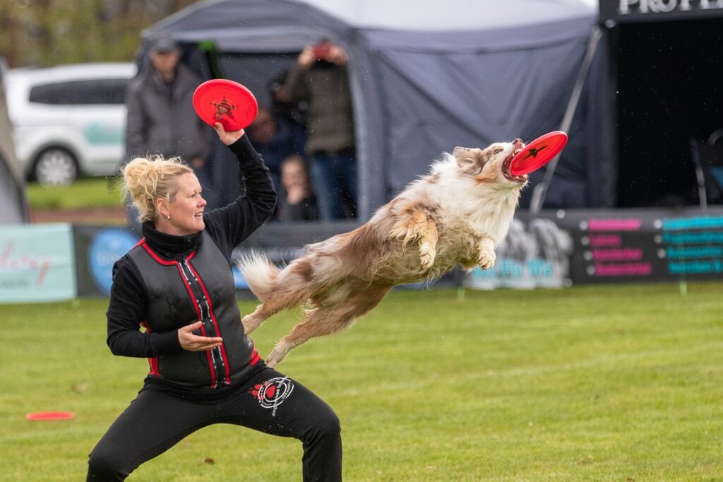 フリスビー競技のフリースタイルで演技する犬