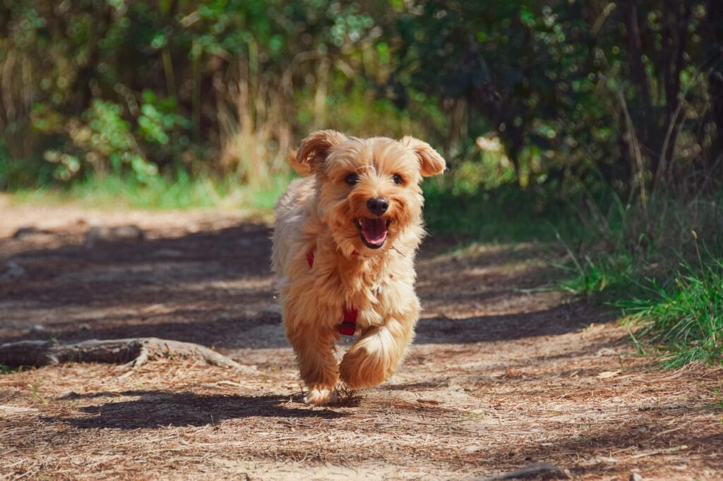 無邪気に走る犬