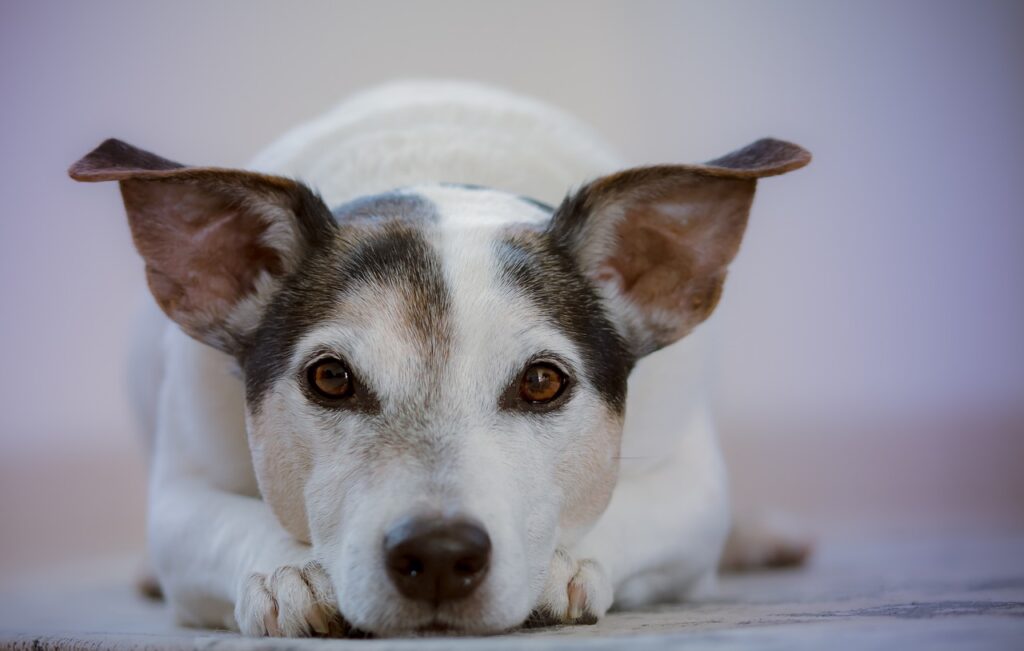 しつけトレーニングに励む犬