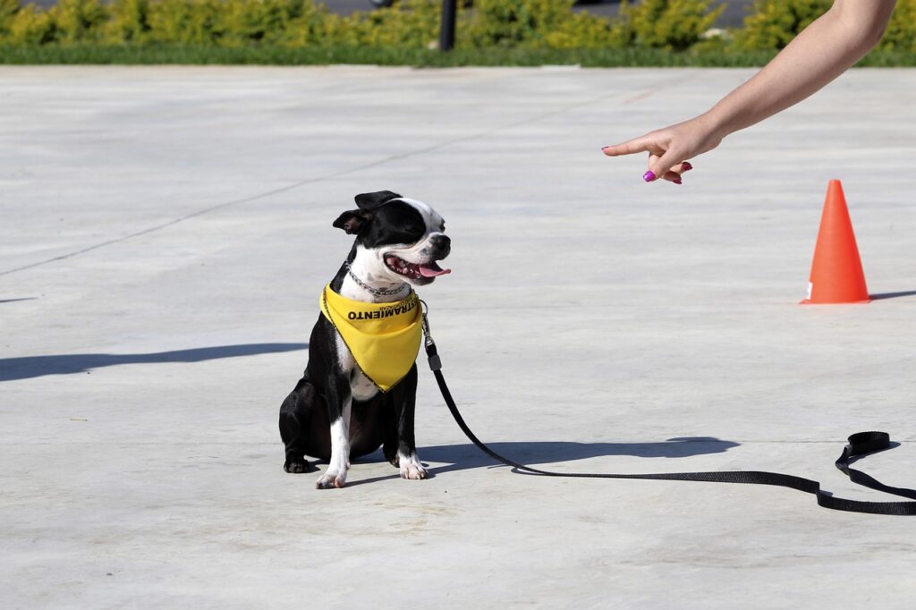 基礎トレーニングに励む犬の姿