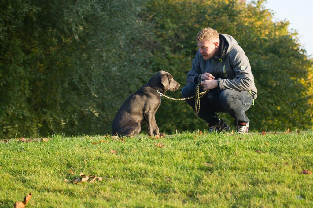 犬のしつけが上手くできない自信がない