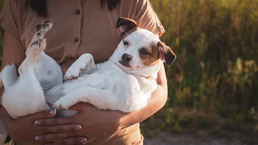 犬のしつけに自信がない