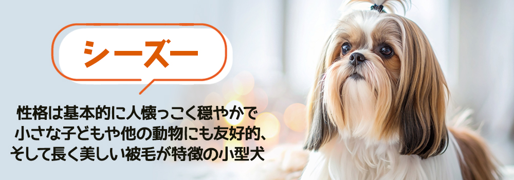シーズー