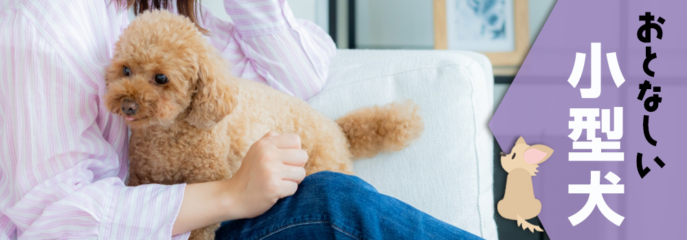 おとなしい性格の小型犬6選