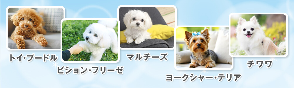 臭くないおすすめの小型犬5選