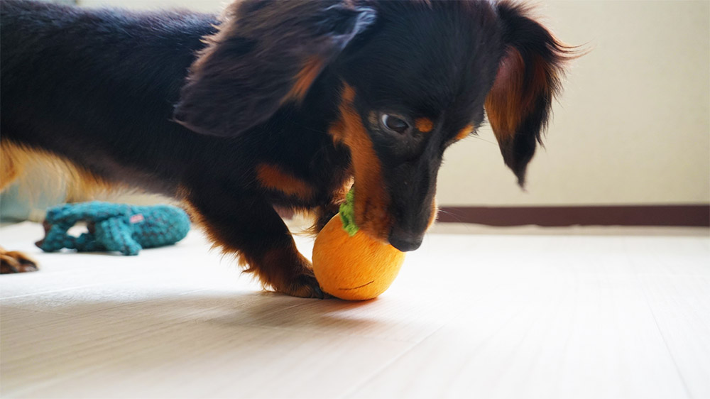 http://おもちゃを噛む犬