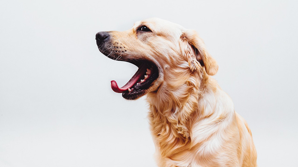 カーミングシグナルであるあくびをする犬