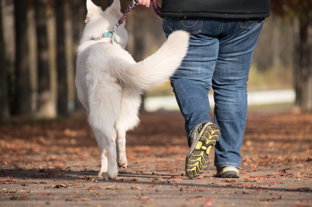 リーダーウォークで散歩する犬