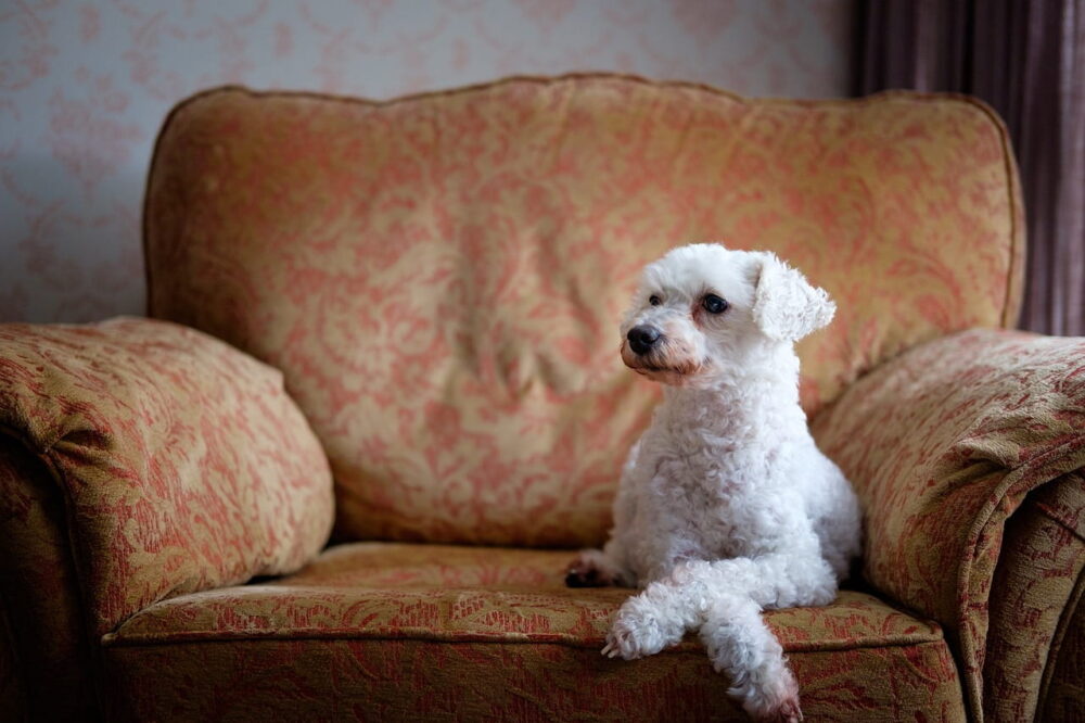 在宅避難する犬