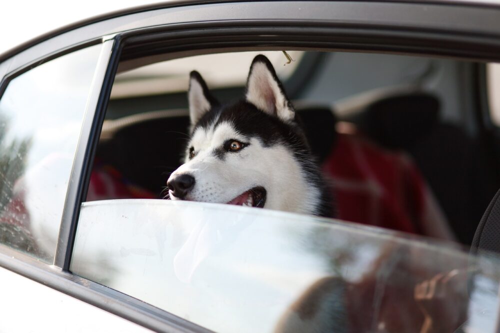 犬と車中泊避難