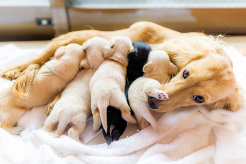 無理のない適正な繁殖計画