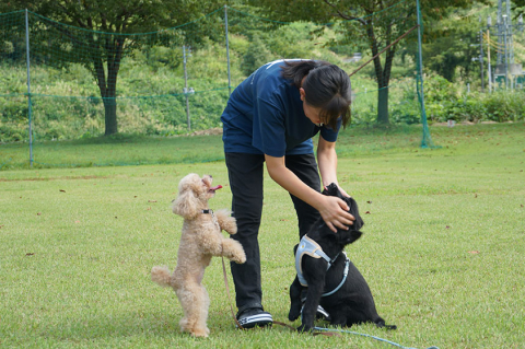 犬の生態を熟知し社会性をはぐくむトレーナー