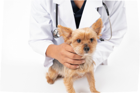 予防医療と迅速な治療体制