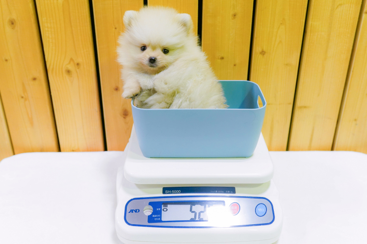 各ブリーディング場・見学施設