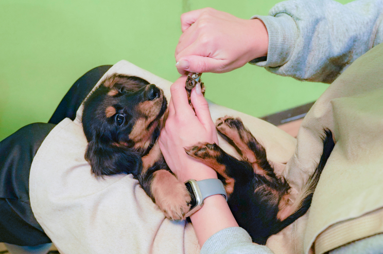 各ブリーディング場・見学施設