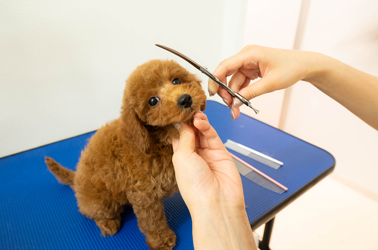 株式会社フローエンスの役割