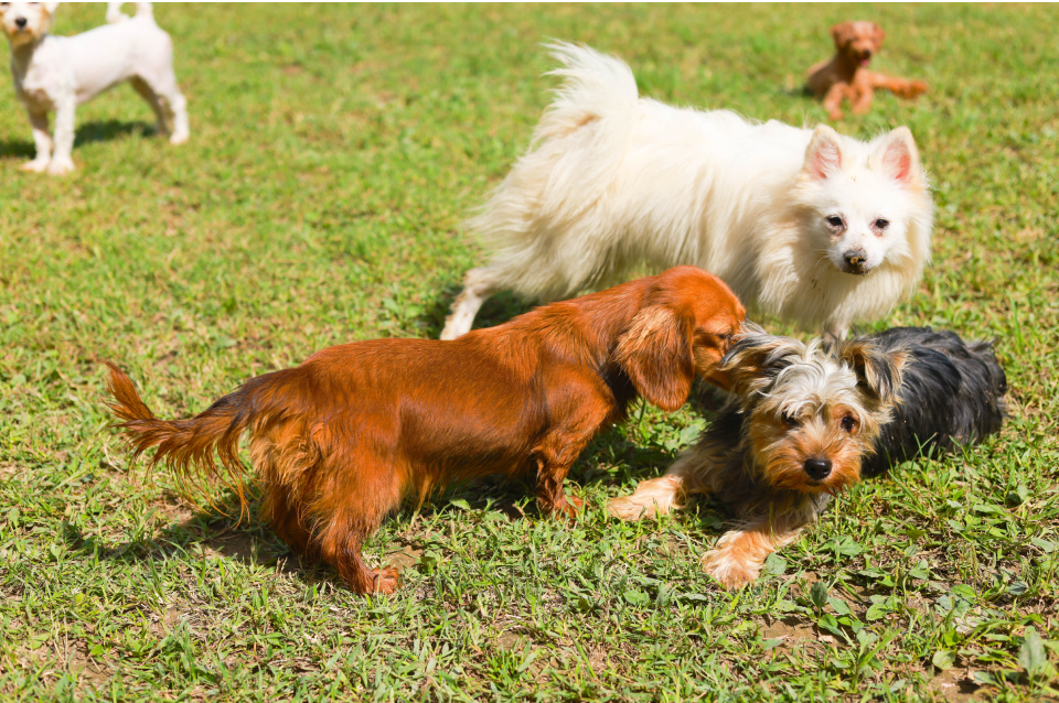 各ブリーディング場・見学施設