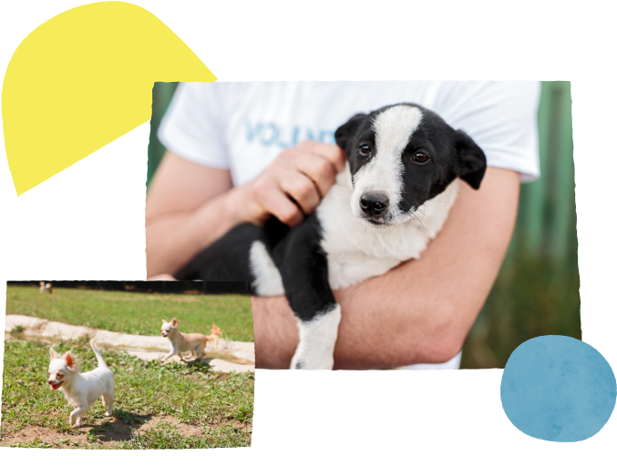 わんちゃんをお迎えするまで