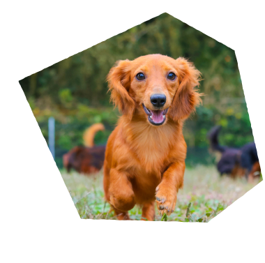 この子となら、毎日がいとしいあなたに寄り添う「うちの子」がきっと見つかる